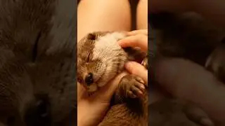 Baby Otter Lilly Gets Belly Rub Bliss 🐾