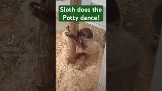 Our sloth does the potty dance :-)