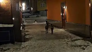 R&aring;djur i Sj&ouml;fortet, Gr&ouml;ndal 20260109 kl. 06:25