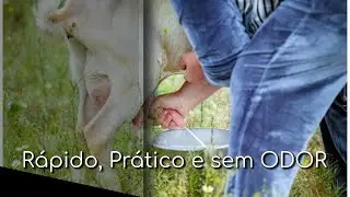 Como Ordenhar Cabras