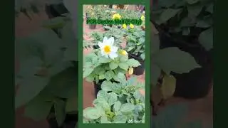 PCR garden mall #bangalore #garden#nature  #beautiful #flowers #shorts #farming#nursery