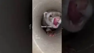 Ferret core ❤️ #cute #carpetshark #cuteferret #ferret #ferrets