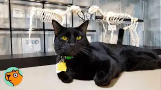 Cat Lives in Bone Museum And Greets Visitors Every Day | Cuddle Buddies