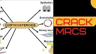 Functions of corticosteroid MRCS question solve (CRACK MRCS)
