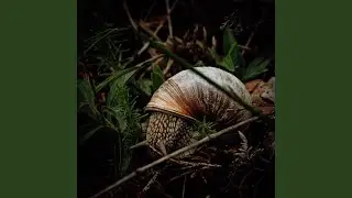 Nightgaze