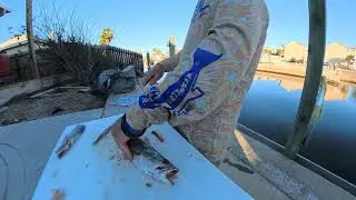 How To Fillet A Speckled Trout