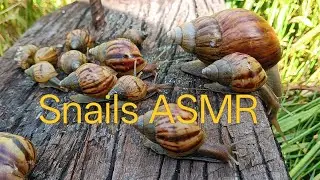The best ASMR snail video to watch all day🐌🐌🐚🐚