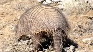 Peludo (Chaetophractus villosus).