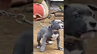 PITBULL DOG ATTITUDE STATUS 🚫⛔#shorts #trending #pitbull #dogbreed #americanbully #pitbulldog #puppy