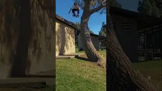 Roof to Tree 🤯 Kieran Woolley