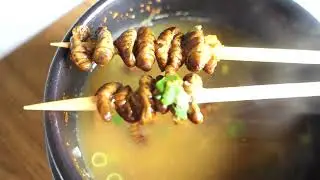 🐛🔥Spicy, Popping, and Packed with Protein! This Is Korean Silkworm Soup 🇰🇷