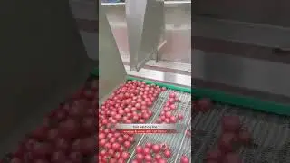 fruit washing line cherry tomato bubble washing machine roller brush washing and air drying line