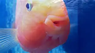Effective Force - Fish (Kathy Pacific's Fish Mix)