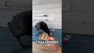 🤯smartest 🧠 crow of the world ...