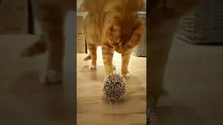 A Cat&rsquo;s Bold Move &ndash; Meeting the Hedgehog