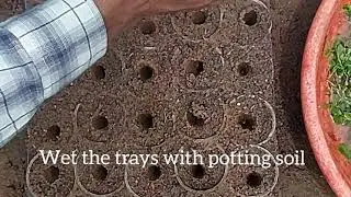 Harvesting and Weaning of Teak plants
