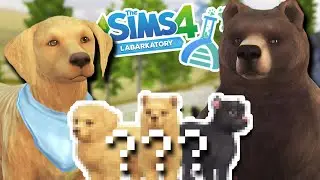 A Litter of GRIZZLY BEAR x Golden Retriever Cross-Breeds?! 🐶💕🐻