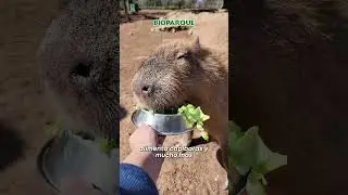 &iexcl;Este lunes 17 de marzo es puente y la aventura te espera en Bioparque Estrella Monterrey! #animales