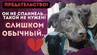 Думал «спаниель», а оказался «дворнягой» Хозяин сдал щенка в отлов