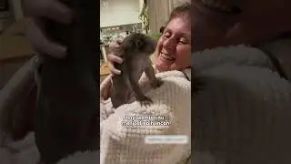 Menyelamatkan Bayi Wombat 💞