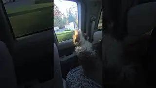 afternoon drive! #short #shorts #viral #viralvideo #dog #puppy #funny