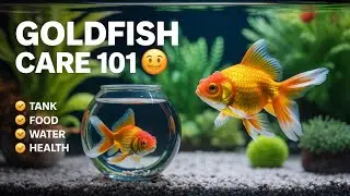 Ultimate Goldfish Care Guide 🐠 | Keep Your Goldfish Happy, Healthy & Thriving!