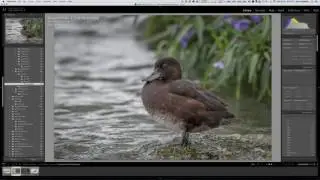 WildlightTV Episode 4 - Nikon Telephoto Zoom Lens Review Pt. 2