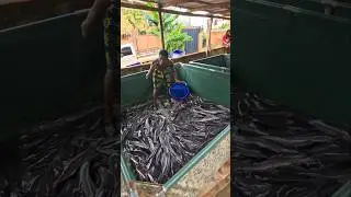 #fishmagnet