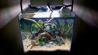 180L - 60x60x50 - Tetraodon biocellatus