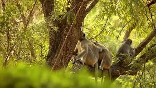 Grey Langurs Family... #wildlife #reels #viral #monkey #nature #video #family #viralreels #shorts