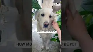 Pet me. I mean PET ME! 📹 @leothecream #dogsmedia #doggo #GoldenRetriever