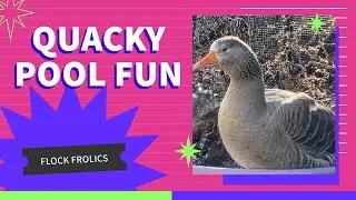 Goose Can't Keep Up With The Ducks Antics (Sheriff Athena Stops The Fun)