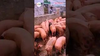 KP FEED 🐷 Pig Feed Best 👍Quality Feed In India 🇮🇳 #shorts #shortsvideo #shortsfeed #shortsviral