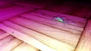 Lycosidae, ambush hunter (Wolf spider)