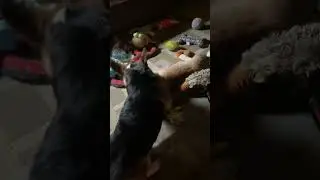 HOW THE TABLES QUICKLY TURNED