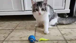 Котята испытывают игрушки на батарейках