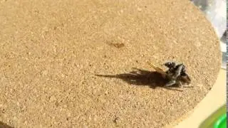 p. regius mating fail