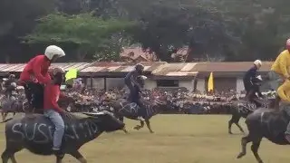 Water buffalo race in Palawan