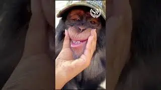 Cute Little Monkey | SV KORA #relaxing #meditation #asmr #monkey