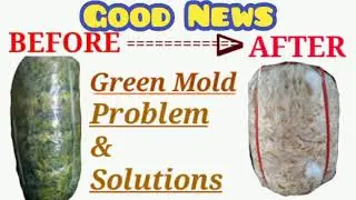 Green Mold Problem & Solutions. New Plan..sai Mushroom.