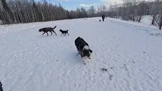 Anchorage is considering tightening the laws on animal cruelty