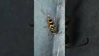 Mystery bug???? Do you know what it is???? #bug #mystery #shorts