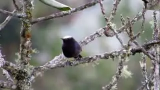 Conirostrum albifrons