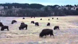 Tatanka