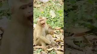 Monkey Yawn​ #shorts