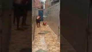 Cai de bunda