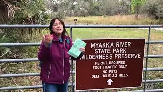 Alligator pit in myakka state park