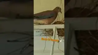 Mourning Dove Make Beautiful Nest/#dove #dovebird #shorts #birdslover #birds #viral #shortvideo