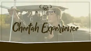 Free-roaming Cheetah Experience | Grace and Power