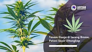 Tanam Ganja di Lereng Bromo, Petani Sayur Ditangkap